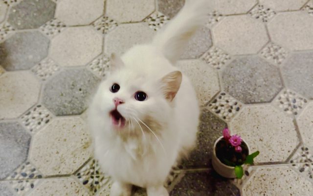 Buổi tối mùa hè cùng Thúy Nấm